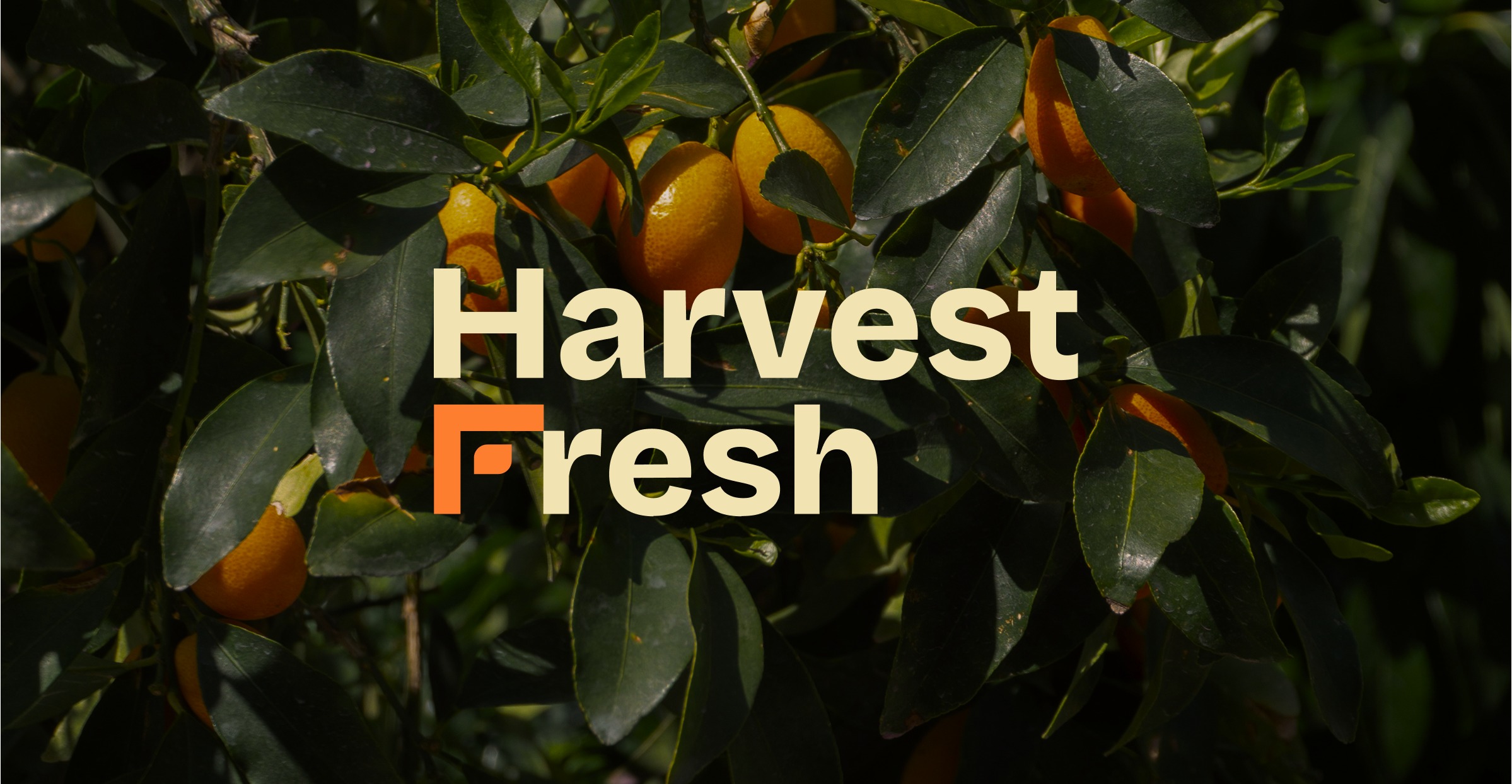 Harvest Fresh wordmark over a kumquat orchard